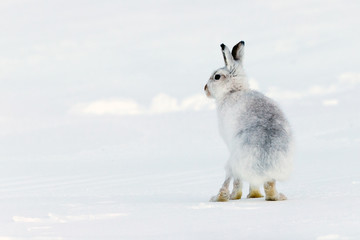 Wall Mural - Mountain Hare in Snow in Scotland