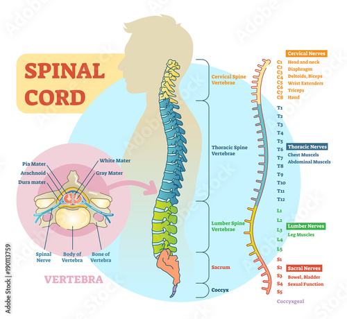 Fotomural Spinal cord schematic diagram