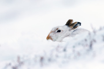 Sticker - Mountain Hare in Snow in Scotland