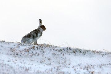 Wall Mural - Mountain Hare in Snow in Scotland