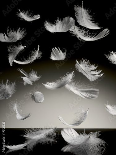 Foto-Schiebegardine mit Schienensystem - white feathers falling down on a black table (von riccardo)