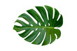 canvas print picture - Monstera leaves leaves with Isolate on white background Leaves on white