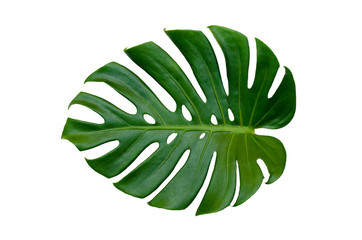 monstera leaves leaves with isolate on white background leaves on white