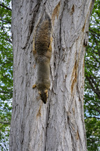 Fox Squirrel On Tree Trunck Climbing Down
