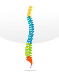 Sticker - Spine bone vector detailed illustration 