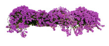 Large Flowering Spreading Shrub Of Purple Bougainvillea Tropical Flower Climber Vine Landscape Plant Isolated On White Background, Clipping Path Included.