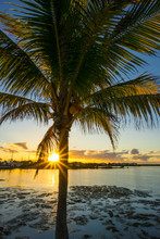 USA, Florida, Warm Orange Sunset Behind Palm Tree And Ocean And City On Florida Keys