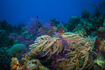 Wall Mural - Coral garden