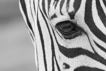 A Close Up Shot Of A Zebra's Eye
