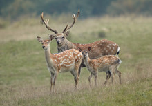 Group Of Deer, Cervus Nippon Dybowski, Dybowski's Sika Deer Or Manchurian Sika Deer . Family, Adult Dominant Male, Female And Fawn On Autumn Meadow Staring Directly At Camera. 