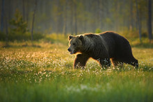 Close Up Photo Of A Wild, Big  Brown Bear, Ursus Arctos, Huge Male In Movement On Arctic Meadow Covered On Flowering Grass Lit By Early Morning Colorful Light. Wildlife Photography In Taiga Wilderness