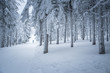 Nordic ski athlete in white winter nature