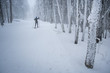 Nordic ski athlete in white winter nature