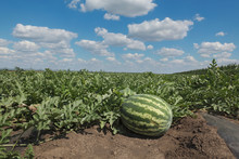 Organic Watermelon Fruit Plant In Field With Beautiful Sky, Early Summer
