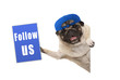 frolic pug puppy dog with cap, holding up blue follow us sign, hanging sideways from white banner, isolated