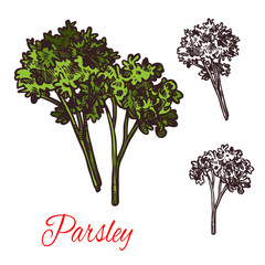 Wall Mural - Parsley seasoning vector sketch plant icon