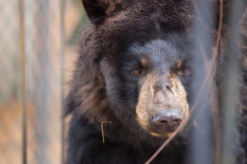 American Black Bear