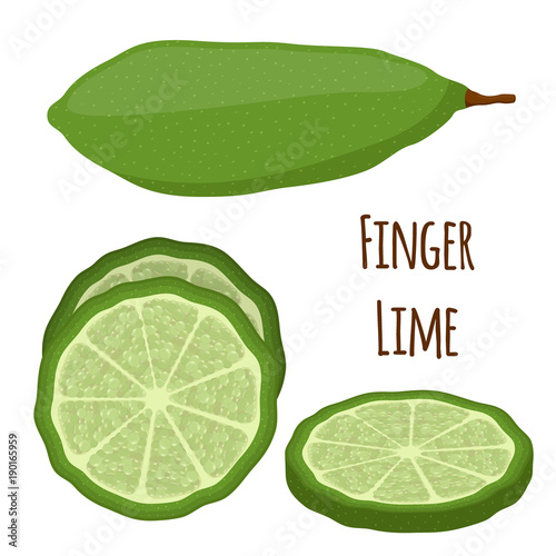 Fotografie, Obraz Vector illustration of Australian finger lime, tropical, exotic plant, spicy food