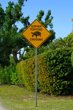 Yellow Gopher Tortoise Crossing Sign In Florida
