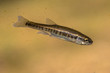 Eurasian minnow swimming in water of river