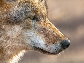 Poster - Snout portrait of a  Grey Wolf