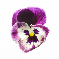 Wall Mural - viola flower isolated