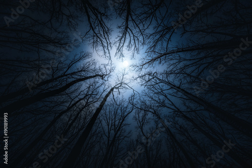 Fototapeta Beautiful night sky, the moon and the trees. Elements of this image furnished by NASA.