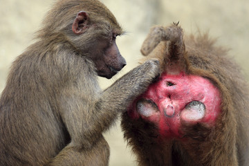 family of hamadryas baboons in zoological garden