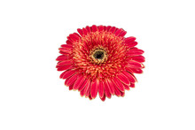 Chrysanthemum Is Isolated On White Background With Clipping Path, Pink And Red Flower
