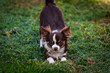 © danieleorsi - Funny chihuahua are playing in the garden