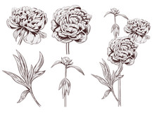 Set Of Peony: Brown (sepia) Monochrome Flowers, Bud, Stems, Leaves On White Background. Botanical Illustration For Design, Hand Draw In Engraving Vintage Style, Etching, Stamp For Embossing, Vector