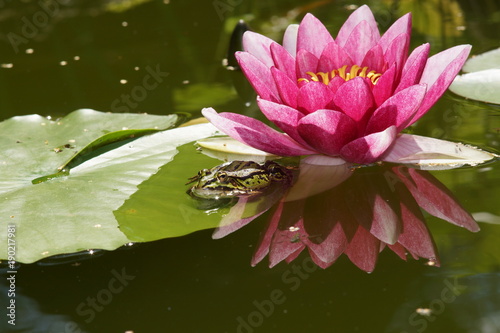 Dekoracja na wymiar  lilia-wodna-water-lily