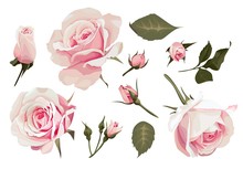 Realistic Roses Vector Clip Art Set Of 11 Elements Pink Flower Image