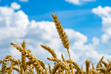 Canvas Print - ears of ripe wheat