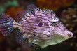 Exotic Fish with glowing purple pattern and transparent eyes