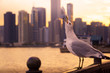 Seagull enjoying the sunset from navy pier looking towards downtown Chicago