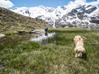 © Emanuele Capoferri - Italy, Lombardy, Alps, golden retriever puppy dog in mountain meadow, at his back, lake with child playing