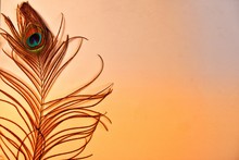Peacock Feather On Colorful Background