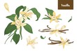 Collection of botanical drawings of vanilla plants with fruits or pods, blooming flowers and leaves isolated on white background. Colorful vector illustration hand drawn in elegant antique style.