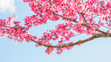 Pink cherry blossom (sakura) in a garden.