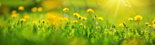 Green Field With Yellow Dandelions. Closeup Of Yellow Spring Flowers On The Ground