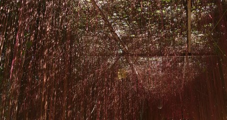 Wall Mural - red plant tunnel