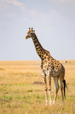 Fototapeta Zwierzęta - Isolated giraffe in the savannah plain of Maasai Mara Park in North West Kenya