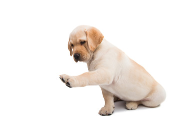 Canvas Print - puppy labrador isolated