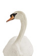 portrait of a white swan on white background
