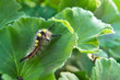 Wyjątkowy owad na zielonym liściu - strojny samczyk z żółtym pióropuszem, owłosiony i wielobarwny