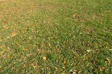 Grass Plot Covered With Dry Fallen Leaves