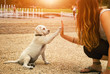 Cute young labrador retriever dog puppy and young woman give each other a High Five Handshake