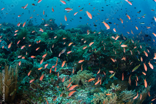 Fotografie, Obraz Vibrant School of Anthias and Coral Reef in Coral Triangle