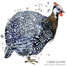 Guinea Fowl Bird Watercolor Illustration